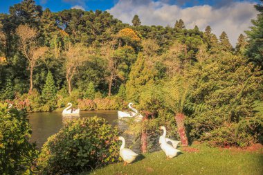 Lago Zenci Kara Göl ve Kuğu Pedal Tekneleri, Gramado, Rio Grande do Sul, Güney Brezilya
