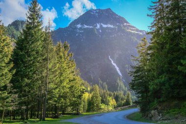 Stubai Vadisi ve çam ormanlarındaki Alp yolu, Innsbruck, Avusturya yakınlarındaki Kuzey Tyrol.