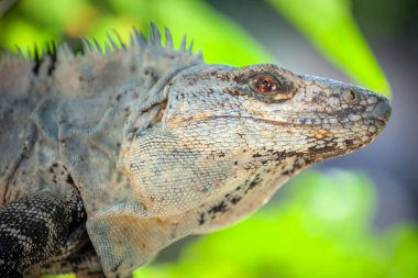 Cancun, Meksika Karayiplerinde güneşli bir günde dikenli iguana profili