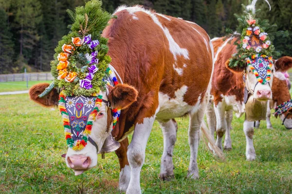 Parada Krów Ozdobnych Almabtrieb Zillertal Alpy Austriackie Coroczne Wydarzenie Alpejskim — Zdjęcie stockowe