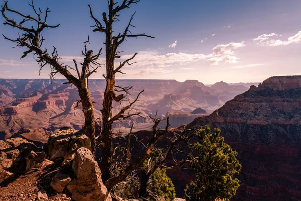 Grand Canyon South Rim Single Tree Trunk Arizona United States — Stock Photo, Image