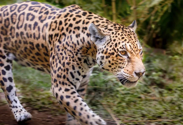 Jaguar Panthera Onca Magestic Feline Hunting Pantanal Brazil South America — стоковое фото