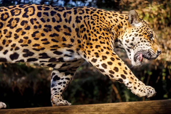 Jaguar Panthera Onca Magestic Feline Hunting Pantanal Brazil South America — стоковое фото