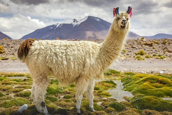 Lama Wild Atacama Desert Andes Altiplano Sydamerika — Stockfoto