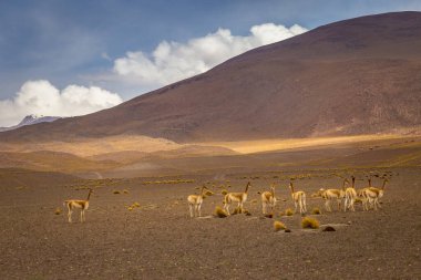 Guanacos Vicunas grubu Atacama Çölü, Andes Altiplano, Güney Amerika 'da