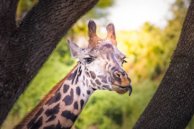 Zürafa başı yakın, Kennya, Afrika 'da safari