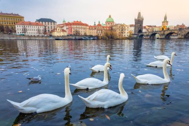 Çek Cumhuriyeti 'nin Vltava Nehri ve Prag Ortaçağ Charles Köprüsü' nde yüzen kuğular