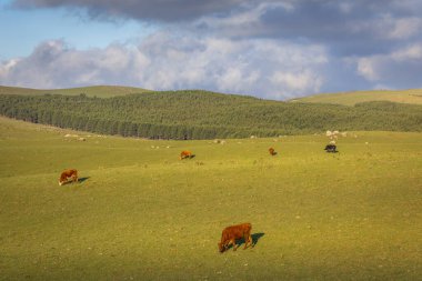 Cows grazing at sunset, Rio Grande do Sul pampa landscape - Southern Brazil
