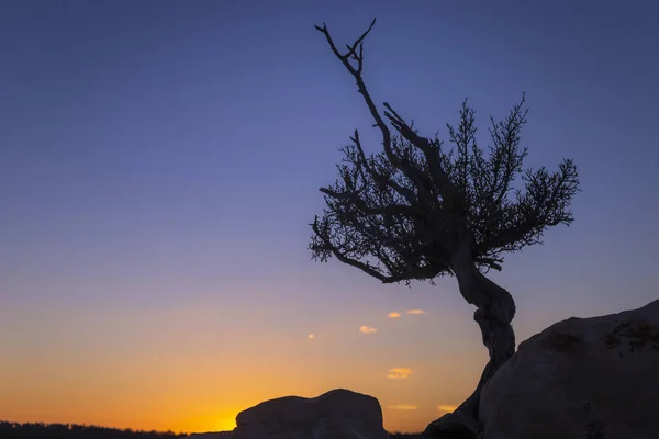 Lonely Juniper Tree Silhouette Utah Canyonlands Park Clear Sky United — Stock Photo, Image