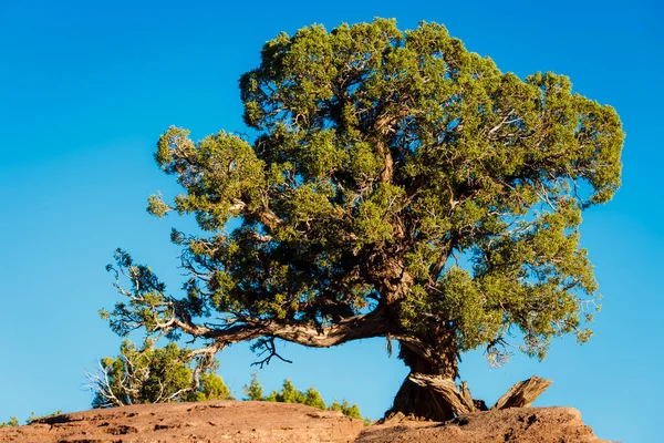 Utah Canyonlands Park Yalnız Ardıç Ağacı Açık Gökyüzünde Birleşik Devletler — Stok fotoğraf