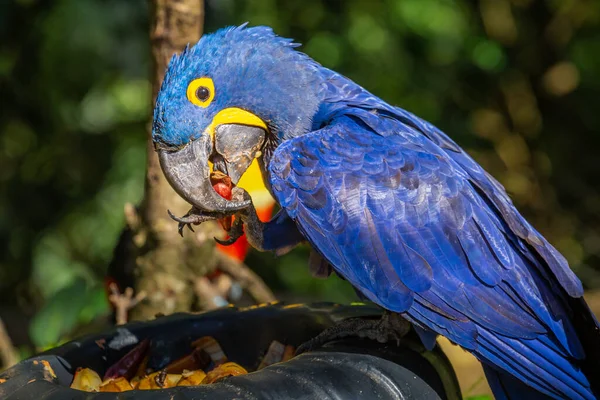Hyacinth macaw, blue arara eating in Pantanal at sunny day, Brazil