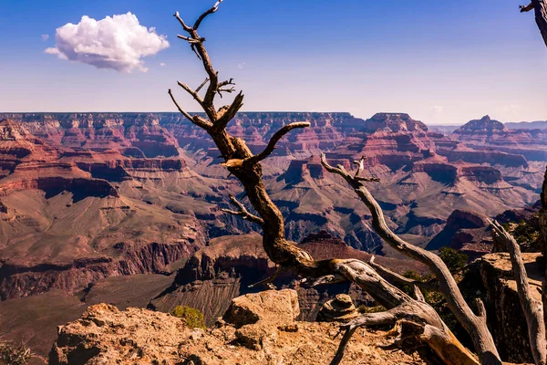 Grand Canyon South Rim Single Tree Trunk Arizona United States — Stock Photo, Image