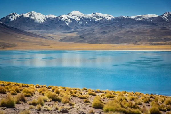 Turkusowa Laguna Miscanti Słone Jezioro Pustyni Atacama Krajobraz Wulkaniczny Chile — Zdjęcie stockowe