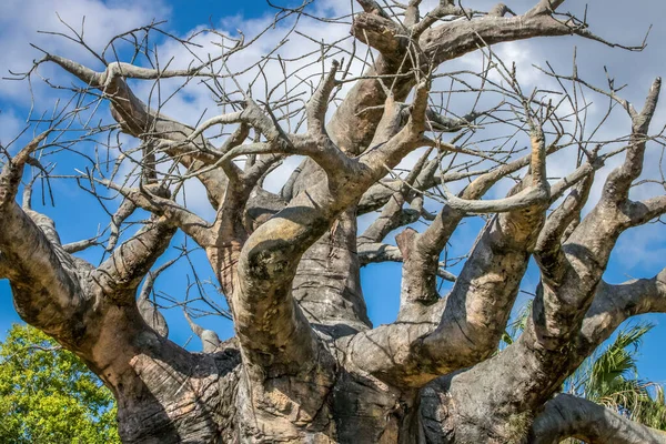 Single Baobab Tree canopy in Savannah at sunny day, Africa