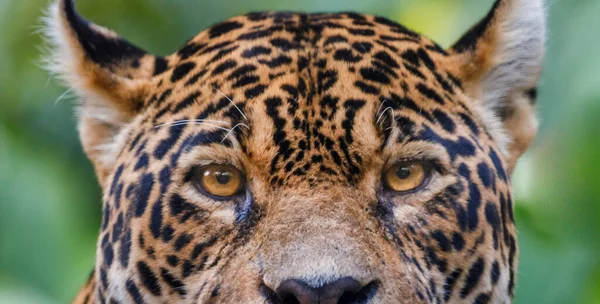 Jaguar Panthera Onca Majestic Feline Looking Camera Pantanal Brazil South — стоковое фото