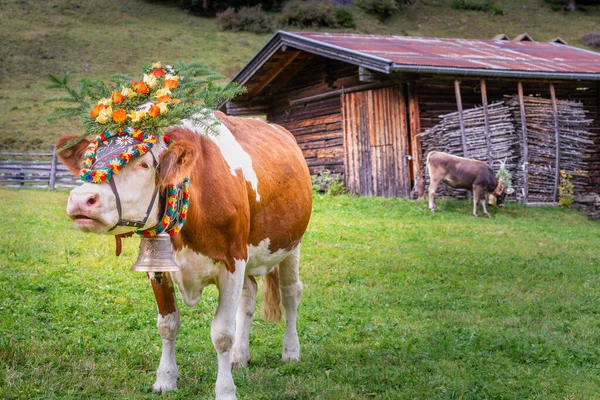 Parada Krów Ozdobnych Almabtrieb Zillertal Alpy Austriackie Coroczne Wydarzenie Alpejskim — Zdjęcie stockowe