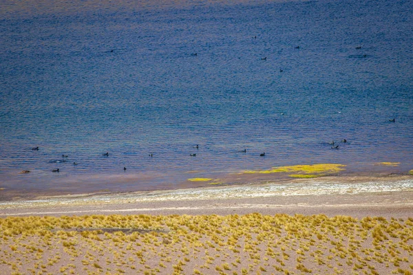Canards Flottant Sur Laguna Miscanti Lac Salé Dans Désert Atacama — Photo