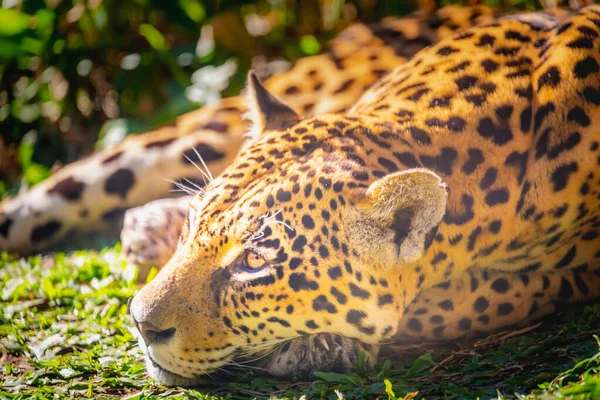 Jaguar Panthera Onca Magestic Feline Resting Pantanal Brazil South America — стоковое фото
