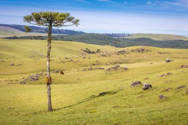 Günbatımında yalnız araucaria ağacı, Rio Grande do Sul pampa manzarası - Güney Brezilya