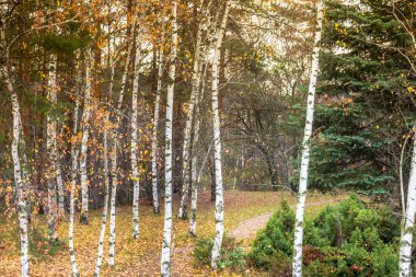 Bulgaristan 'ın kırsal kesimindeki huş ağacı yaprakları sonbaharda canlı sarı desenli