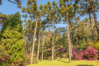 Bahar günbatımında Araucarias çam ağaçları, Gramado, Rio Grande do Sul, Güney Brezilya