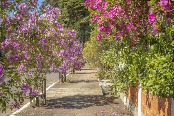 Araucarias and flowers in Sidewalk at springtime sunset, Gramado, Rio Grande do Sul, Brazil