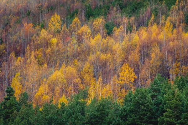 Birch Floresta Padrão Outono Com Folhas Amarelas Vibrantes Bulgária Campo — Fotografia de Stock