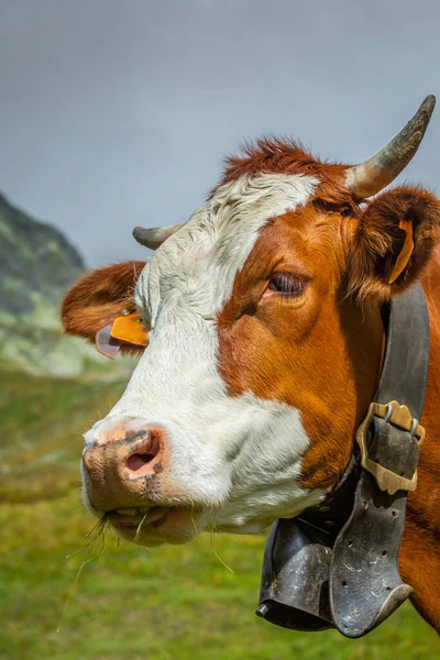 Švýcarská Hnědá Kráva Alpské Krajině Gran Paradiso Severní Itálie Hranice — Stock fotografie