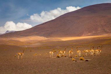 Guanacos Vicunas grubu Atacama Çölü, Andes Altiplano, Güney Amerika 'da