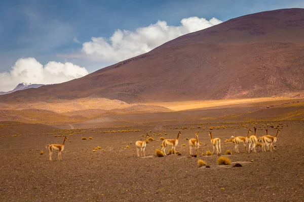 Guanacos Vicunas grubu Atacama Çölü, Andes Altiplano, Güney Amerika 'da