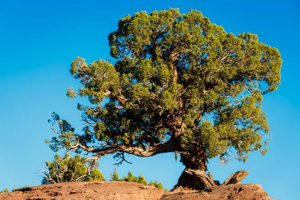Lonely Juniper Tree Utah Canyonlands Park Clear Sky Spojené Státy — Stock fotografie