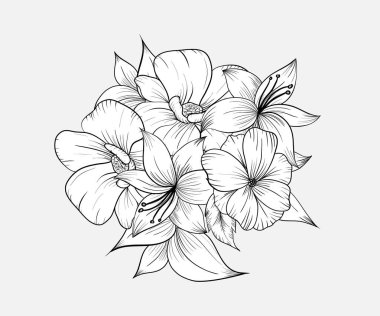 Sketch Çiçek Botanik Koleksiyonu. Manolya çiçeği çizimleri. Siyah ve beyaz, beyaz arka planda çizgi sanatı var. El Çizimi Botanik Çizimleri. Vektör