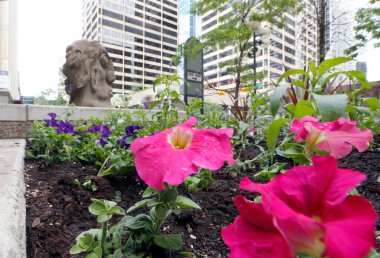 Şehir merkezinde bahar boyunca çiçek açan pembe ve mor çiçeklerden oluşan bir yatak. 