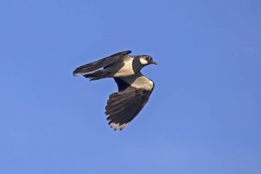 Kuzey Lapwing (Vanellus vanellus) mavi gökyüzünde uçuyor.