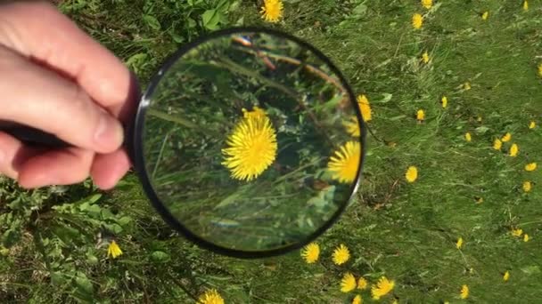 POV Vertical video Dandelion flower on a green lawn being studied with a magnifying glass. Маленький одуванчик сблизился с концепцией летних историй — стоковое видео