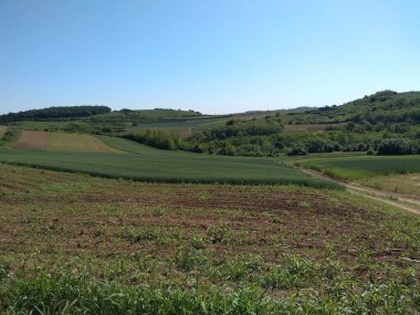 Vadideki ekili tarlalar