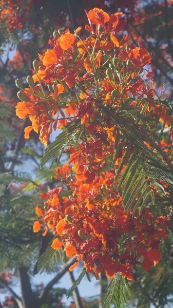 Zbliżenie Pomarańczowych Kwiatów Drzewie Filipinach — Zdjęcie stockowe