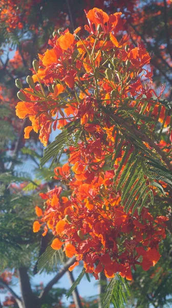 Filipinler 'de bir ağaçta portakal çiçeklerinin yakın çekimi