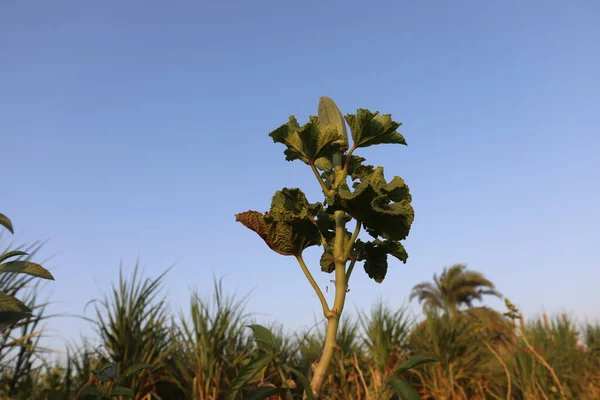 Üst Mısırdan bamya bitkisi