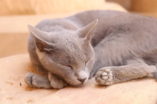 Fililae tapınağında uyuyan kedi.