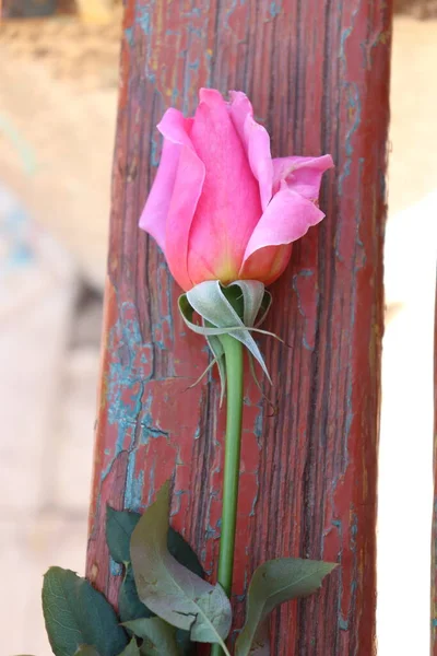 Einzelne Rosa Rose Schöne Rose — Stockfoto