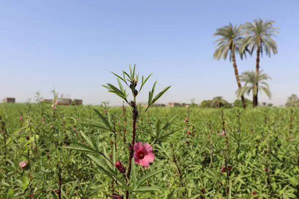 Yerel bir çiftlikteki Roselle bitkisi (Hibiscus Sabdariffa)
