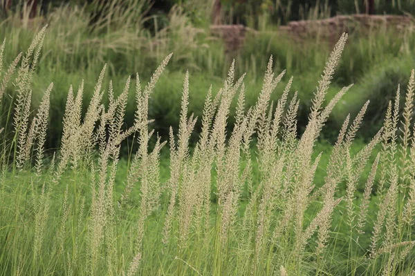 Çimen çiçekleri (Pennisetum orientale)