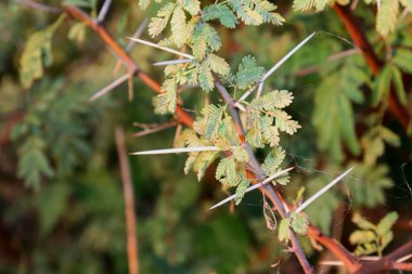 Akasya ağacının dikenleri