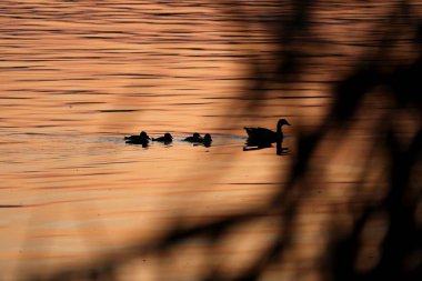 Gün batımında civcivleri ile birlikte Mısırlı kaz (siluet)