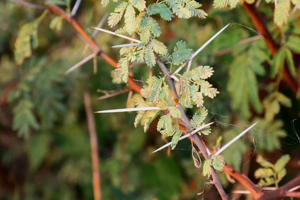 Akasya ağacının dikenleri