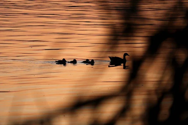 Gün batımında civcivleri ile birlikte Mısırlı kaz (siluet)
