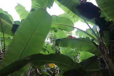 yeşil muz yaprakları