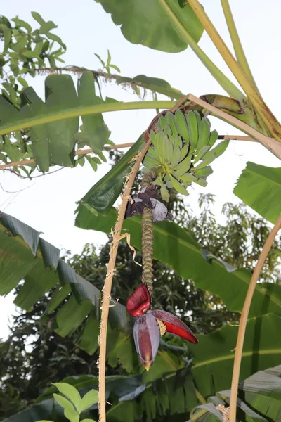 Ağaçta muz meyveleri