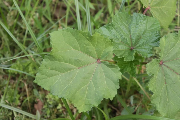 yeşil bamya yaprakları